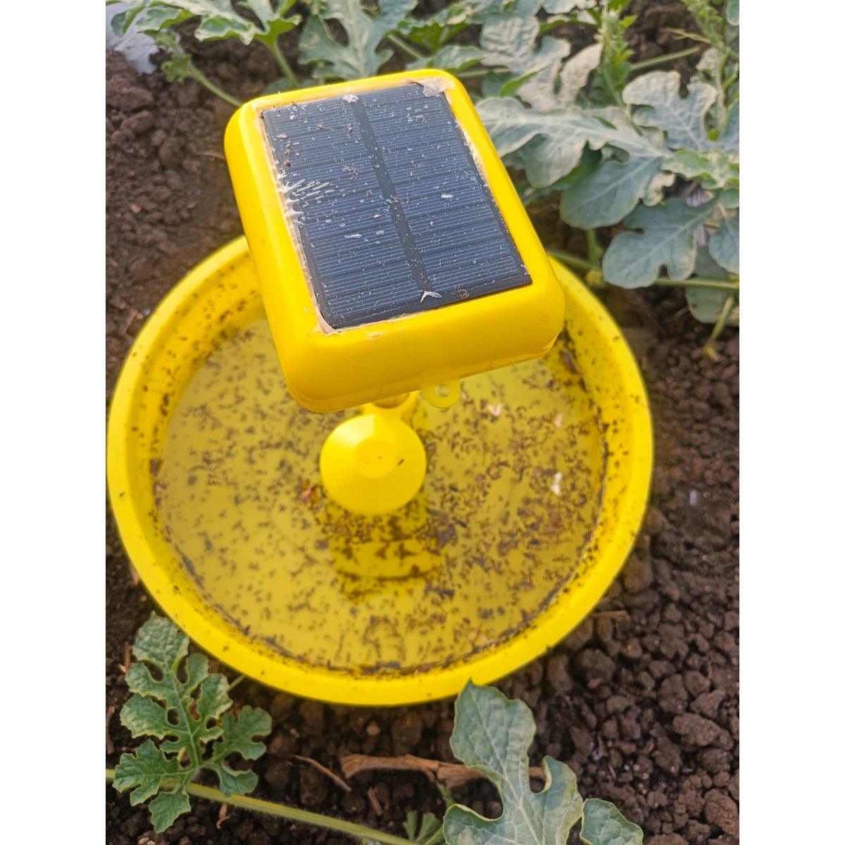 Solar Light insect trap सोलार सापळा 